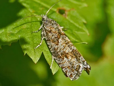 Zeiraphera griseana