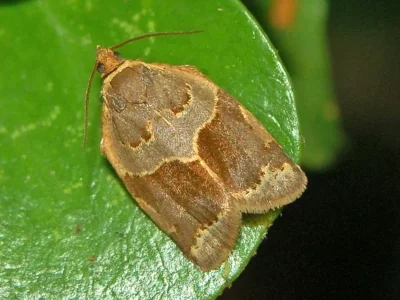 Clepsis dumicolana