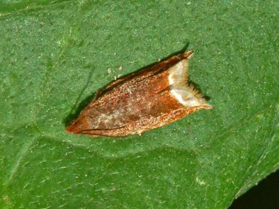Ancylis selenana