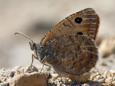 Pseudochazara beroe