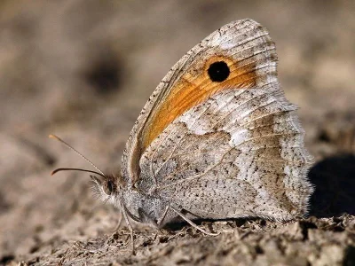 Hyponephele naricoides