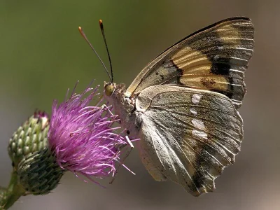 Euapatura mirza