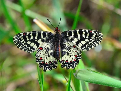 Zerynthia (Zerynthia) polyxena
