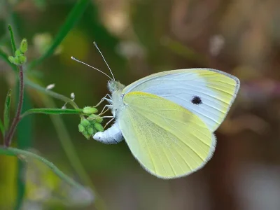 Pieris (Artogeia) rapae