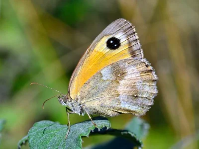 Pyronia (Pyronia) tithonus