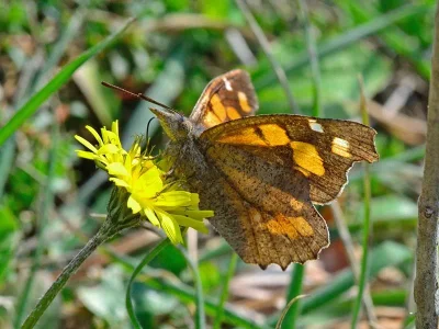Libythea celtis