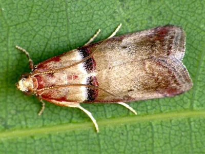 Acrobasis tumidana