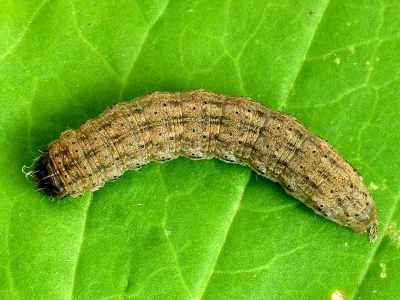 Agrotis (A.) exclamationis