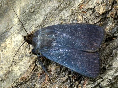 Amphipyra (Amphipyra) livida