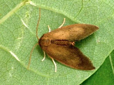 Heterogenea asella