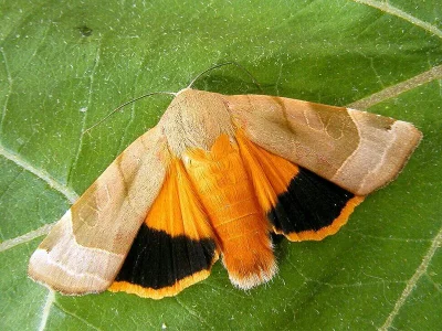 Noctua fimbriata