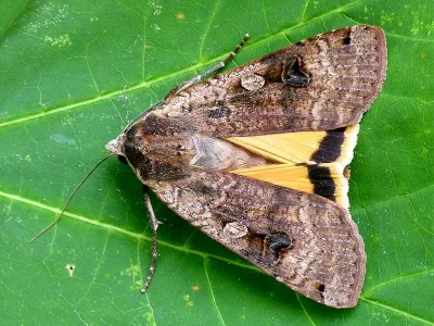 Noctua pronuba