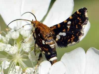Thyris fenestrella