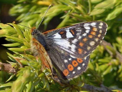 Euphydryas (Hypodryas) cynthia