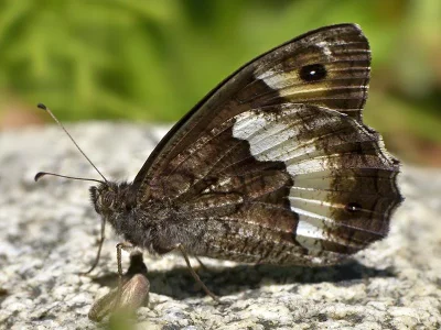 Hipparchia (Hipparchia) fagi