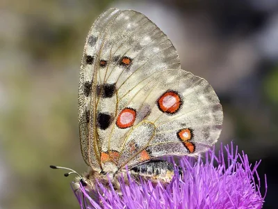 Parnassius (Parnassius) apollo