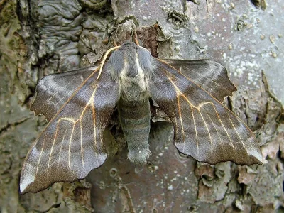 Laothoe amurensis