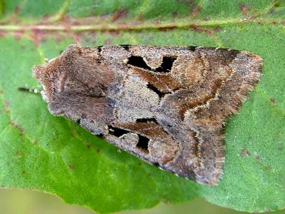 Orthosia (Semiophora) gothica
