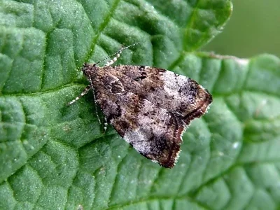 Choreutis pariana