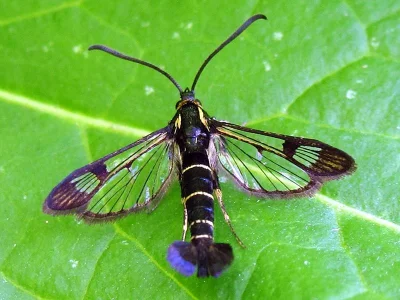 Synanthedon spuleri