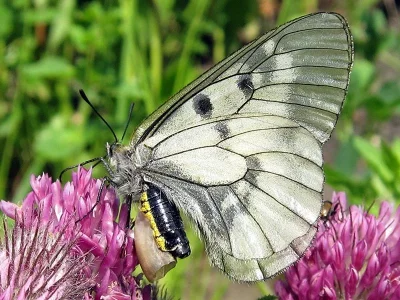 Parnassius (Driopa) mnemosyne
