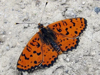 Melitaea didyma