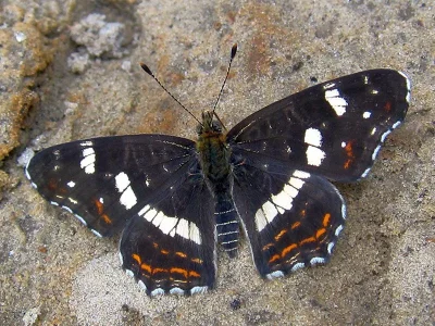 Araschnia levana