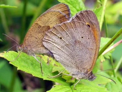 Maniola jurtina
