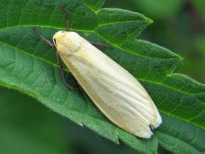 Eilema (Wittia) sororcula