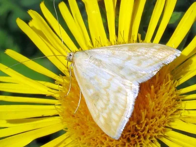 Sitochroa verticalis