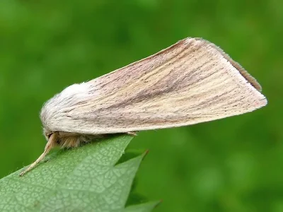 Sedina buettneri
