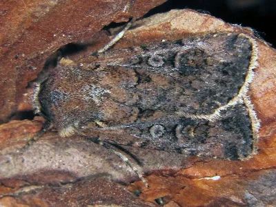 Euxoa (Euxoa) tritici