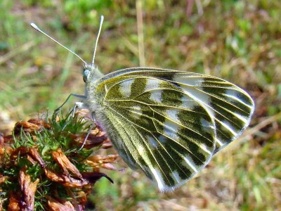 Pontia edusa