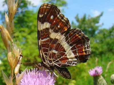 Araschnia levana
