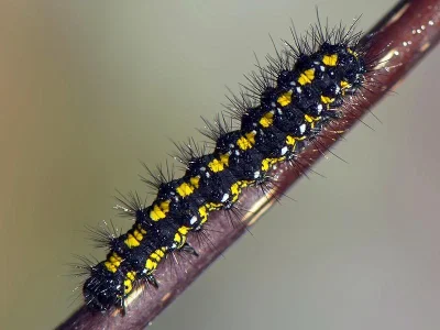 Callimorpha dominula