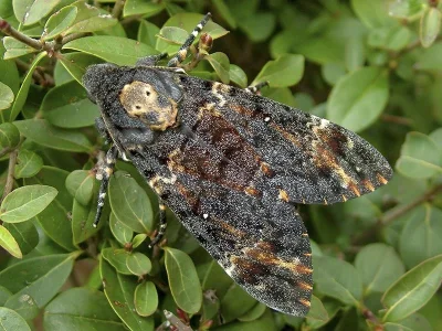 Acherontia atropos