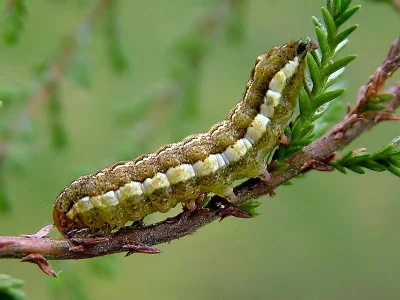 Xestia (X.) agathina