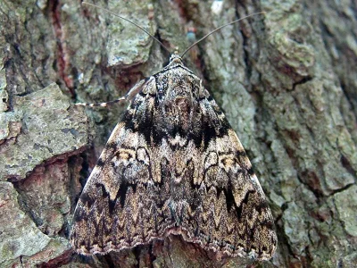 Catocala promissa