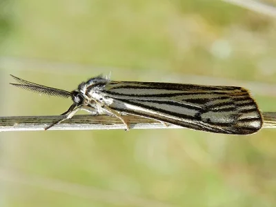 Spiris striata
