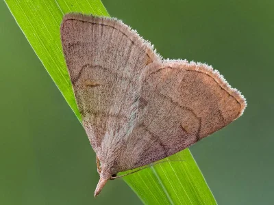 Paracolax tristalis