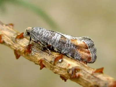 Rhyacionia duplana