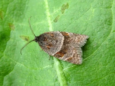 Philedonides lunana