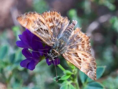 Carcharodus alceae