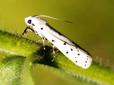 Myelois circumvoluta