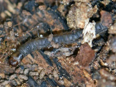 Oecophora (Oecophora) bractella