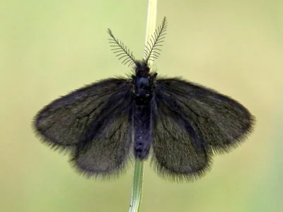 Epichnopterix plumella