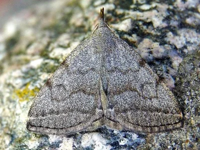 Pechipogo (Pechipogo) strigilata