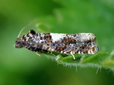 Epiblema sticticana