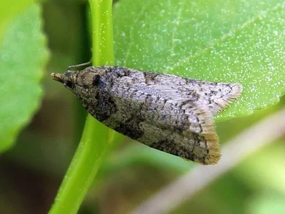 Capua vulgana