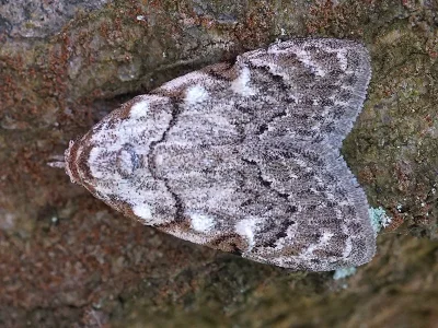 Nola (N.) confusalis